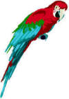 Parrot