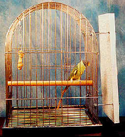 Bird Cage